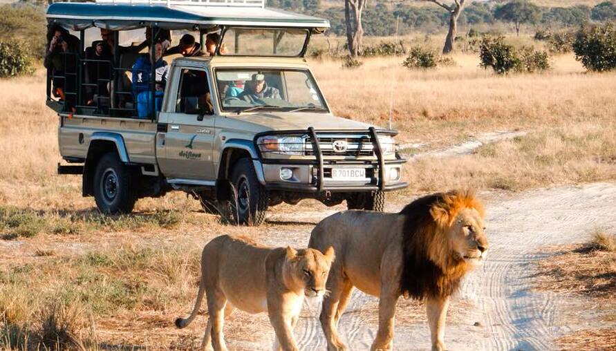 為什麼非洲獵遊 Safari 費用這麼貴？七大理由破解你的迷思！
