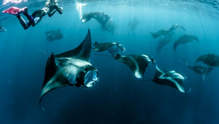 探索海底世界！馬爾地夫旅遊能夠看見哪些海洋生物？
