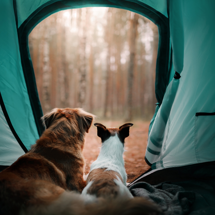 帶著狗狗去露營，有哪些事項非注意不可？