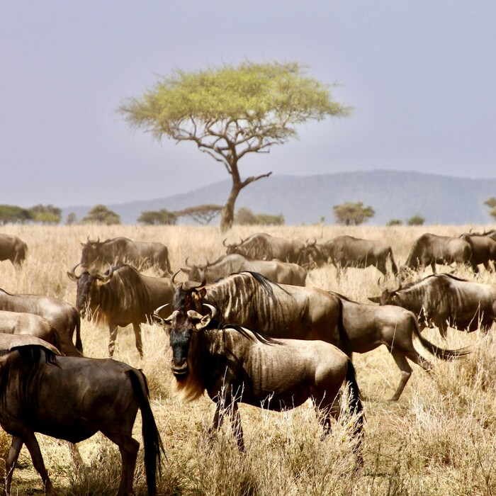 第一次非洲獵遊 Safari ，有哪些事項需要注意？